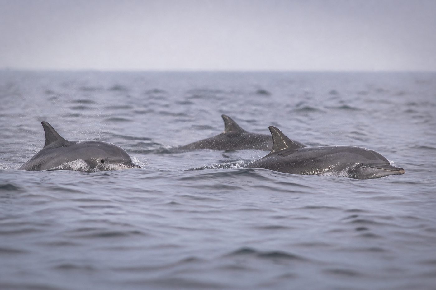 Groupe de dauphins communs nageant en surface au large de la côte atlantique, dorsales et embruns visibles sur une mer grise