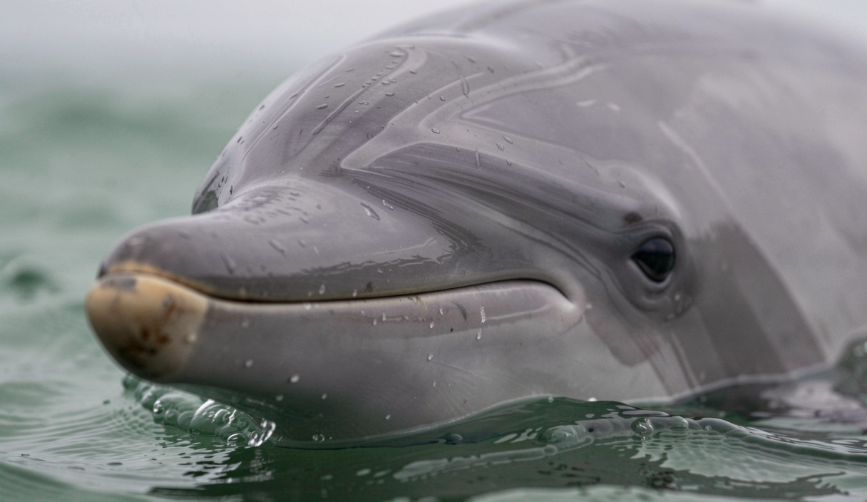 Les quatre fiches de la rubrique : Pourquoi le chalut pélagique tue les dauphins : le mécanisme expliqué